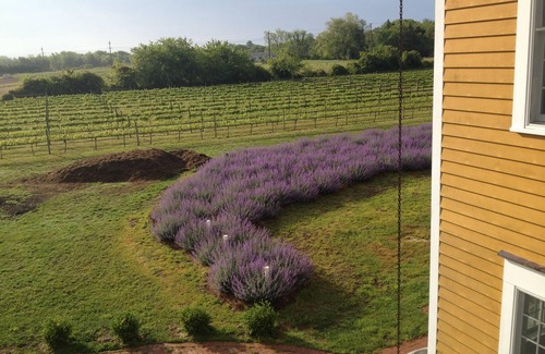 West Cape May Cottage | Merlot Cottage at Willow Creek Vineyard peace and tranquility.