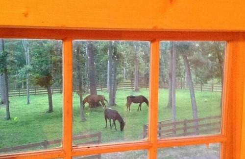 Broadway Apartment | Mountain View’s, Friendly Animals and Fun by the Pond