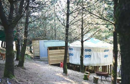 Glandyfi Cabin | Mushroom Yurt set in 4 acres of woodland and lakes