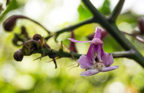 Tulipe Bed & Breakfast | Neblina Bird