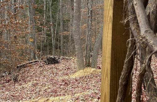 Gray Hawk Cabin | Nestled in woods a stone's throw from Daniel Boone Forest and 600 mi of trails .