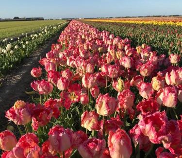 Municipality of Amstelveen Bed & Breakfast | NEW! Nightglow Residency