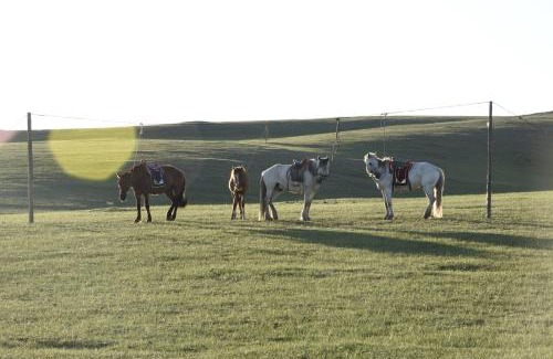 Sergelen House | Nomad Equestrian Stable