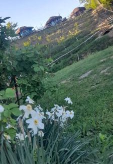 Bistrita Cabin | Odaia Bunicilor