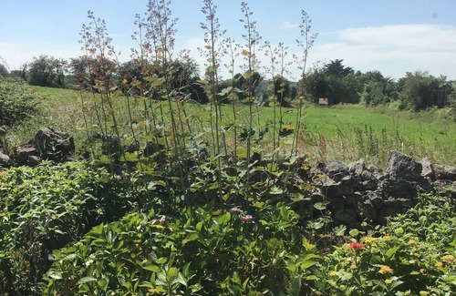 Pallaskenry Cottage | Old World Charm Country Cottage Near Adare