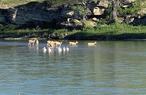 Brocket Cabin | Oldman river serene seriously private cabins pet, family and fisher friendly.