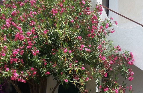 Santa Caterina Apartment | Oleander House - Three-room apartment 10 minutes from the sea