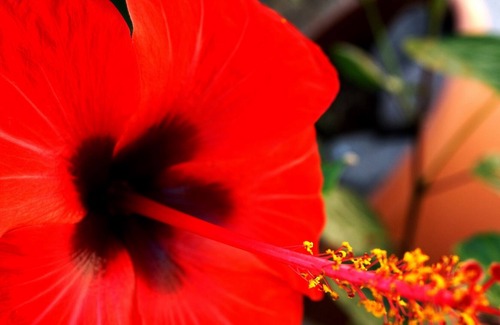 Anaxos Apartment | Omega rooms are a simple place to stay while visiting Lesvos north coast.