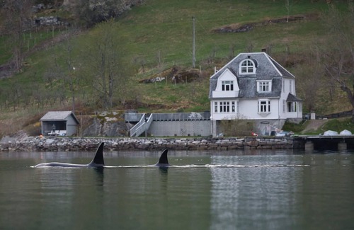 Ulvik Cottage | Øydvinstod Hyttegrend located by the untouched Osafjord.A lovely Romantic place.