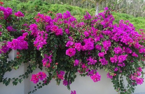 Estate Caret Bay Apartment | PARADISE FOUND! DISCOUNTED RATES AND GENTLE BREEZES!