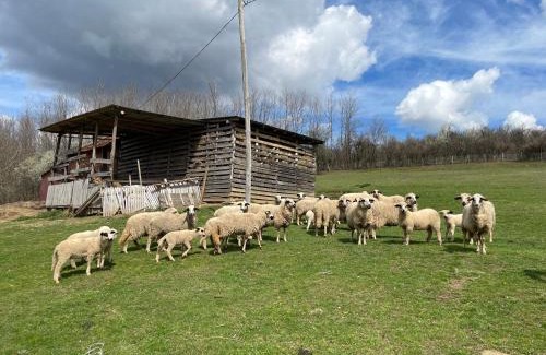 Mladenovac House | Parlog