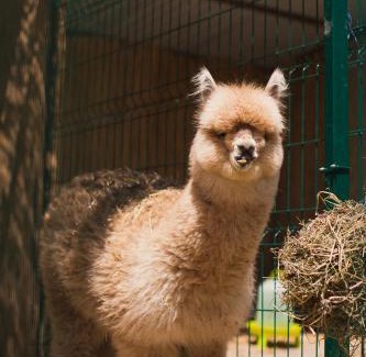 Cheia Bed & Breakfast | Pensiunea Bucuria Cheia & Ferma Animale