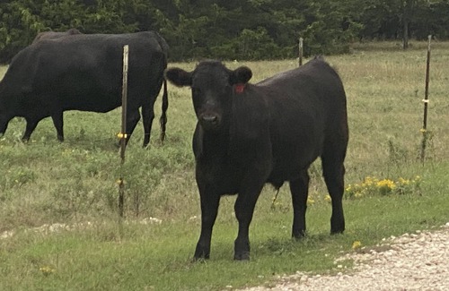 Gordonville Cabin | Pet friendly including Horses with fenced yard for both, 10 minutes Lake Texoma