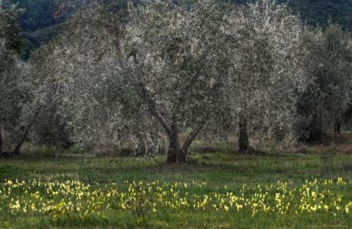 Gavorrano House | Podere Le Cortine