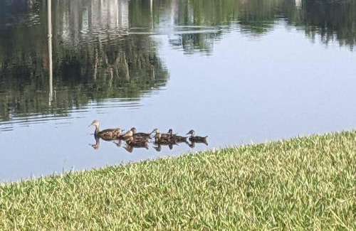 Port Saint Lucie Apartment | Port Saint Lucie A Little Piece Of Heaven- Peaceful Lake view Apartment- 1 min from I95 and Turnpike