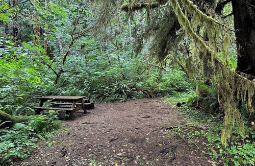 Forks RV Rental | Primitive Tent Site #10- Beautiful Forested Property