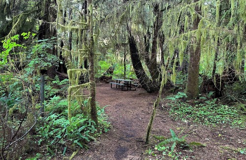 Forks RV Rental | Primitive Tent Site #3- Beautiful Forested Property