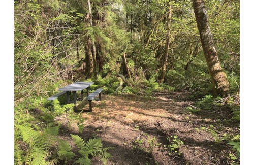 Forks RV Rental | Primitive Tent Site in Enchanted Rain Forest - Site #1