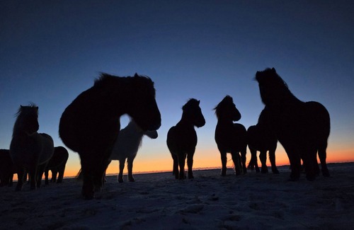 Sveitarfelagid Olfus Apartment | Private stable apartment at Cora's Icelandic horse farm in South Iceland