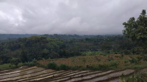 Java Cabin | Puri kahuripan