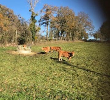 Mayrinhac-Lentour Bed & Breakfast | Ratatouille