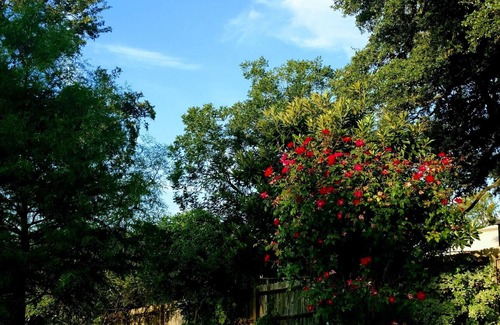 Round Rock House | Relax Poolside at a Luxurious Creekfront Home in Round Rock