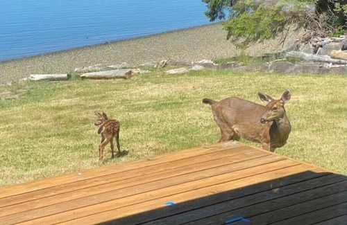 Anderson Island House | Remote Island, Private Beachfront Getaway, High Speed Internet, Pet-Friendly
