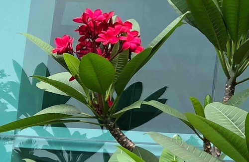 Nusajaya Villa | ResortVilla- Unique resort homestay for nature lovers