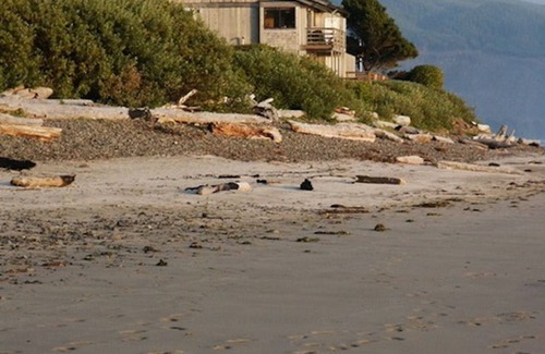 Netarts Condo | Right on the Beach, Gorgeous Views, Affordable