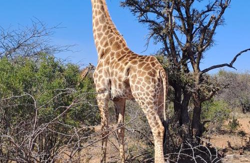 Hammanskraal Apartment | River Ridge Log Home - Inside Dinokeng Big 5