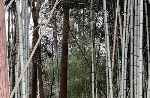 McComb House | “River’s Edge”, a secluded river- front, 2 bed 2 bath cottage in bamboo forest.