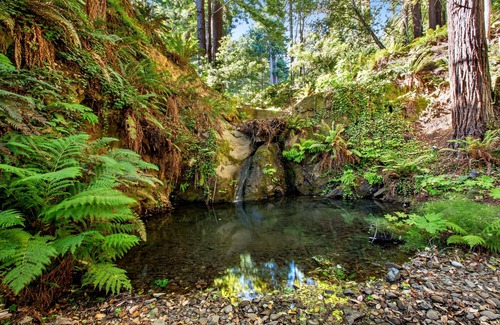 Gualala Condo | Romantic, Studio Suite Surrounded by Redwoods w/Shared Hot Tub