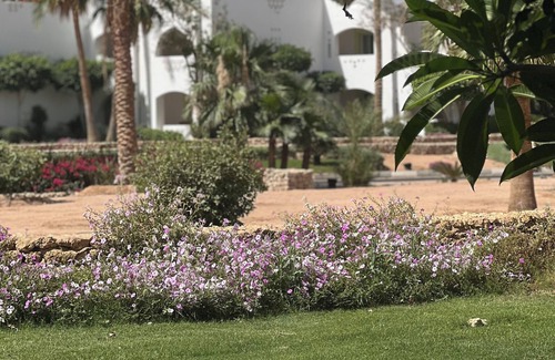 Sharm El Sheikh House | Room sultan -Vale at Domina Coral Bay oasis of peace for all