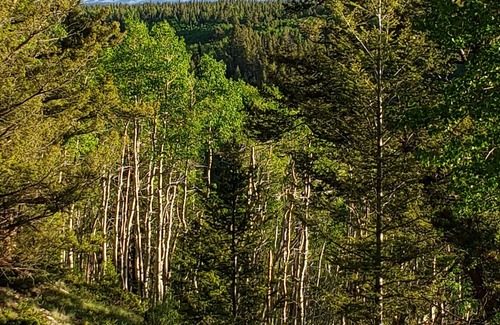 Cimarron RV Rental | RV Lot nestled in the Aspens!