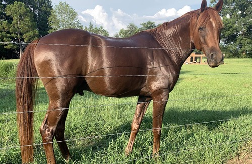 Baldwin County RV Rental | RV or horse trailer hookup with pasture for horses