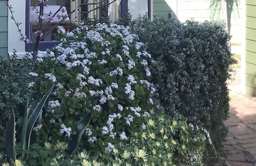 Burlingame Cottage | Secluded Guest Cottage in Historical South Park **New Remodel