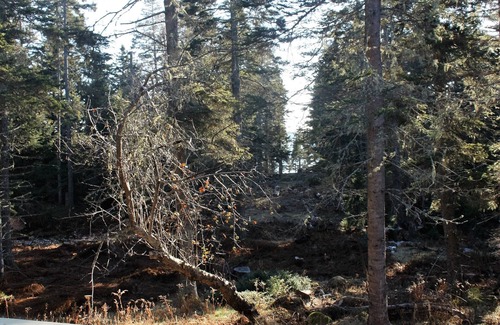 Stonington Cabin | Secluded Rustic Cabin in the Woods with Distant Water View