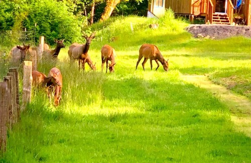 Reedsport Cabin | Serene cabin with WiFi with view of elk and coastal hills