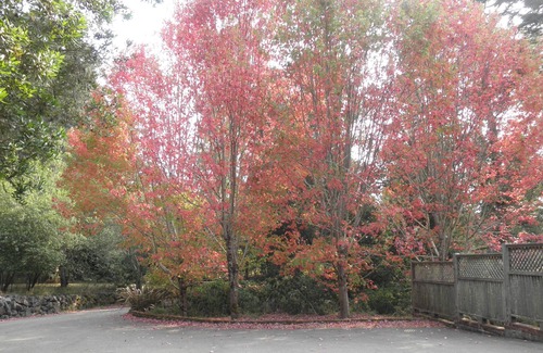 Mendocino House | Serenity In The Gulch Only 5 Minutes From Historic Mendocino Village