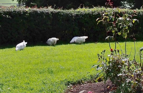 Labasheeda House | Shannon View 3-Bed Farm House with Private Parking