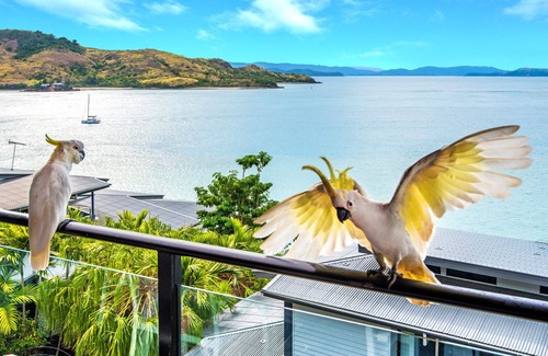 Hamilton Island Apartment | Shorelines 31 Hamilton Island - oceanviews, golf buggy and transfers