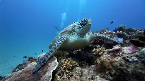 Gili Gede Bed & Breakfast | Signatura Scuba Gili gede Dive and Bed & Breakfast Tanjungan Beach Bungalow Gili Gede Indah