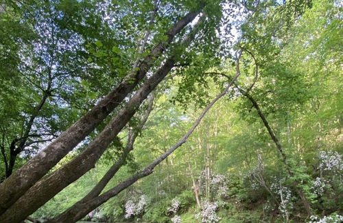 Demorest Cabin | Sleepy River Cabin on the Soque