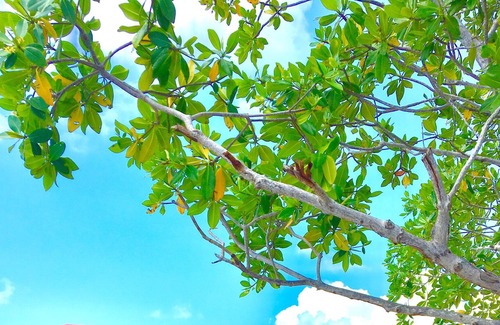 Dangriga Apartment | Spend time on a Private Island in Belize & Catch and Cook Dinner! King Size Beds