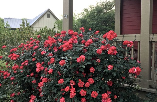 Round Top Cottage | SPRING IS WONDERFUL in Round Top!