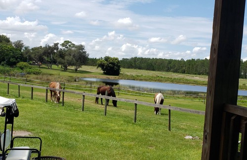 Howey-in-the-Hills House | Stay in a Luxury tiny house with horses in your yard. Private & tranquil