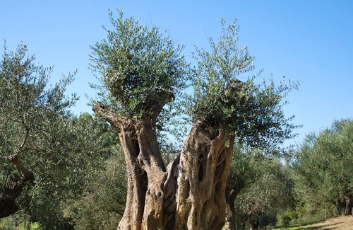 Pylos-Nestoras House | Studio geranium with terrace and view of the land planted with olive trees.