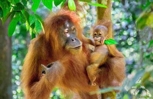 Bohorok Other | Sumatran OrangutanTRAILS