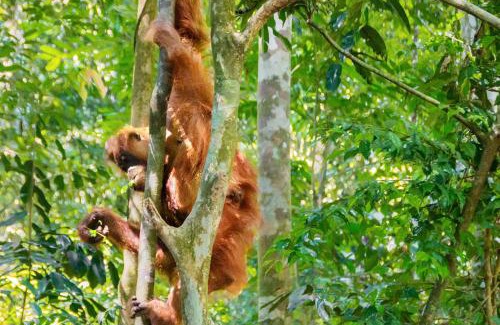 Bohorok Other | Sumatran OrangutanTRAILS