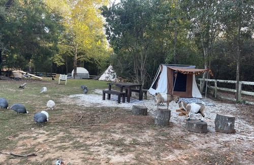 Tallahassee Villa | Tally Glamping Farmstay GIMPY’S GEODOME with mini horses, goats, cows, chickens